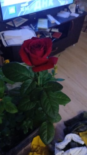 Аватар пользователя